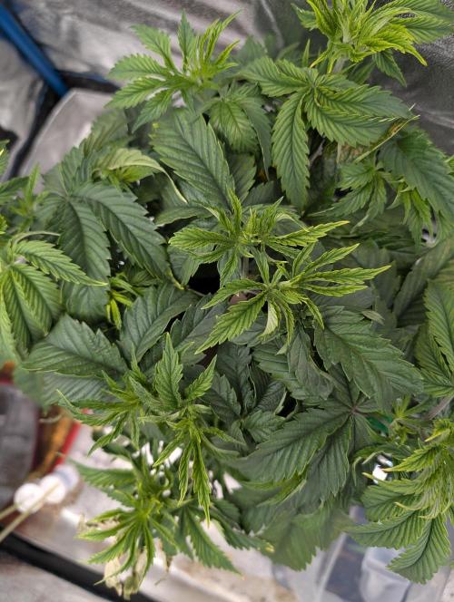 Tropical Ice Cream One-USA Genetics 2026. Week 5