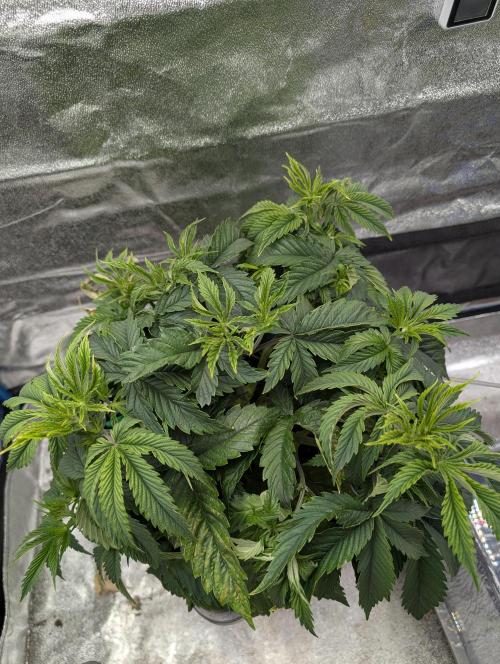 Tropical Ice Cream One-USA Genetics 2026. Week 5