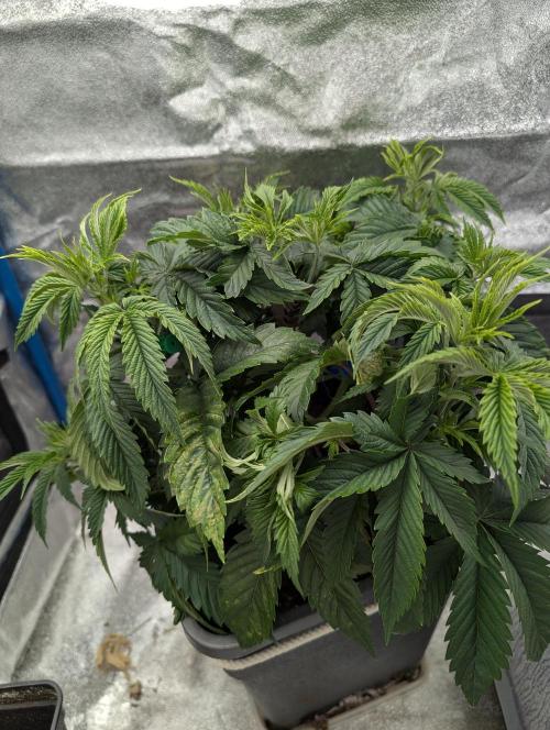 Tropical Ice Cream One-USA Genetics 2026. Week 5
