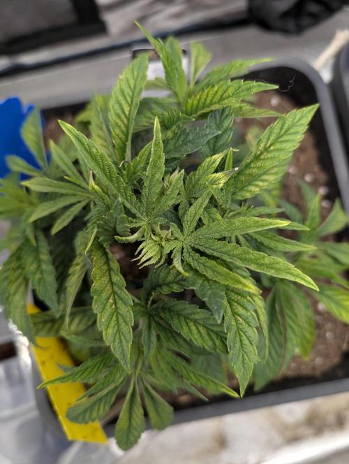 Cherry Mc Muffin. Week 4