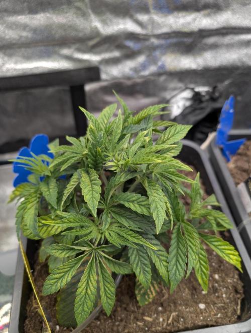 Cherry Mc Muffin. Week 4