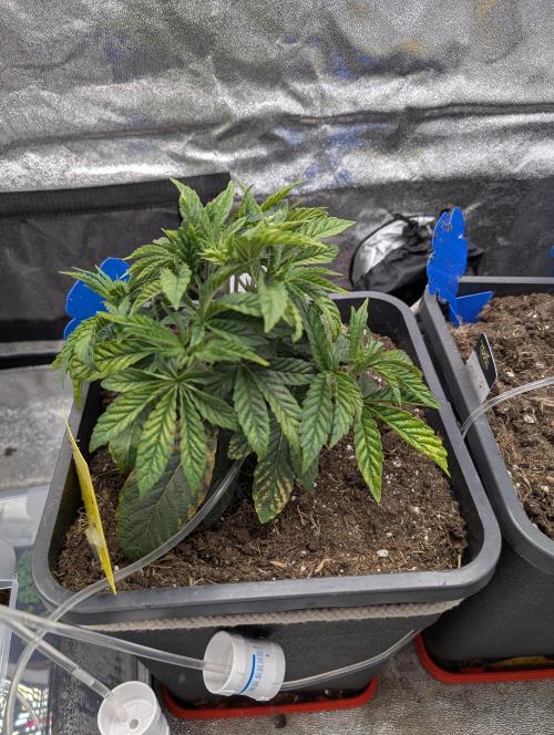 Cherry Mc Muffin. Week 4