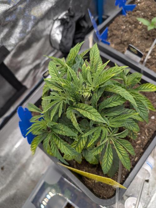 Cherry Mc Muffin. Week 4