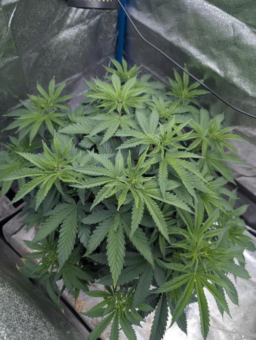 Tropical Ice Cream One-USA Genetics 2026. Week 6