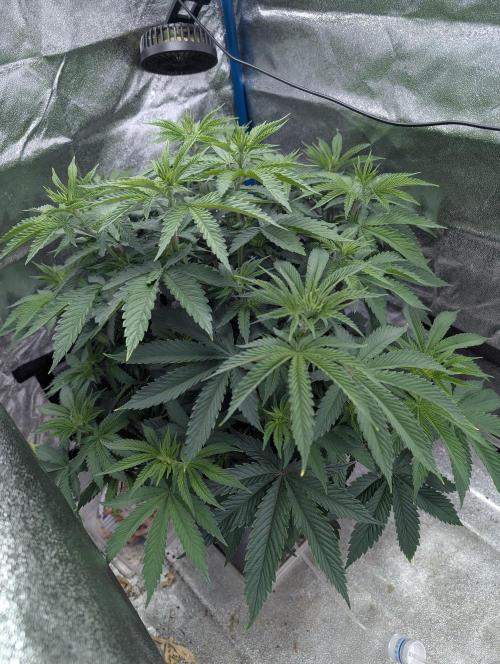 Tropical Ice Cream One-USA Genetics 2026. Week 6