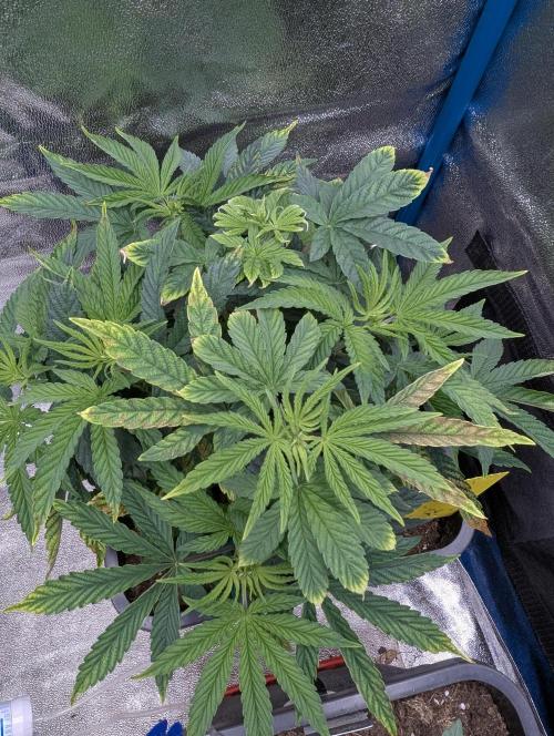 Cherry Mc Muffin. Week 5