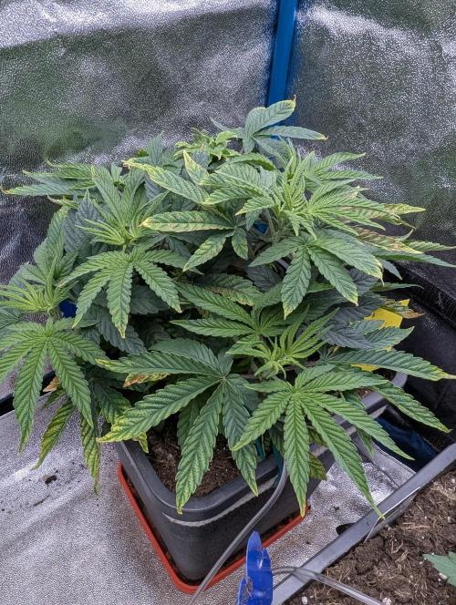 Cherry Mc Muffin. Week 5