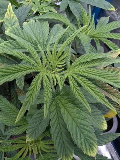 Cherry Mc Muffin. Week 5