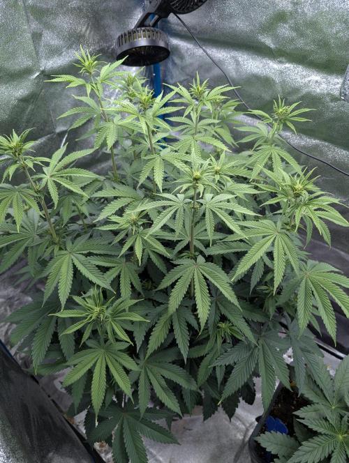 Tropical Ice Cream One-USA Genetics 2026. Week 7