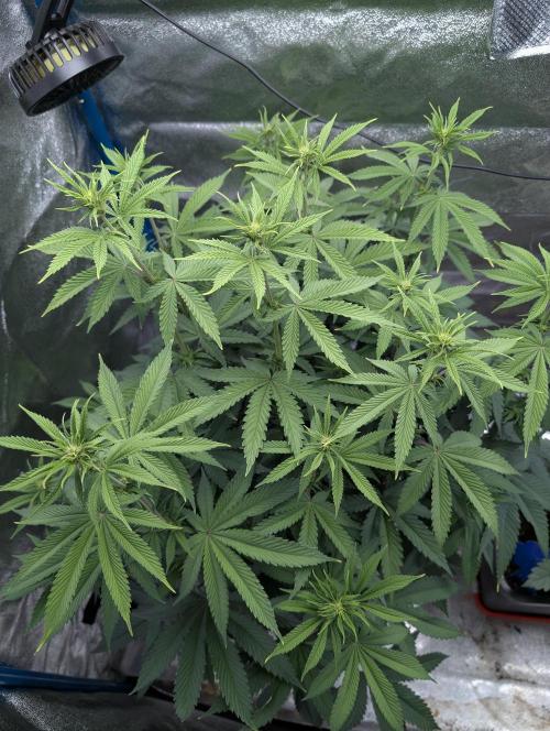 Tropical Ice Cream One-USA Genetics 2026. Week 7