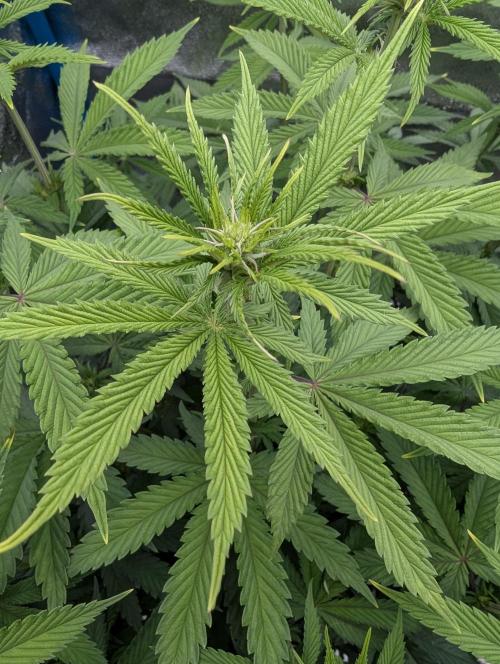 Tropical Ice Cream One-USA Genetics 2026. Week 7