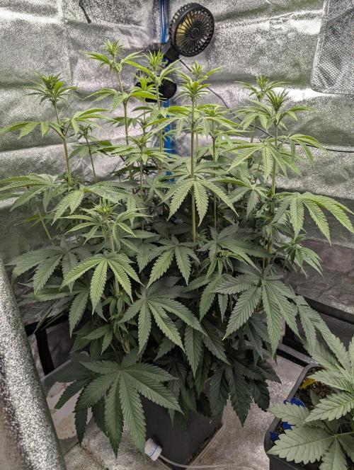 Tropical Ice Cream One-USA Genetics 2026. Week 7