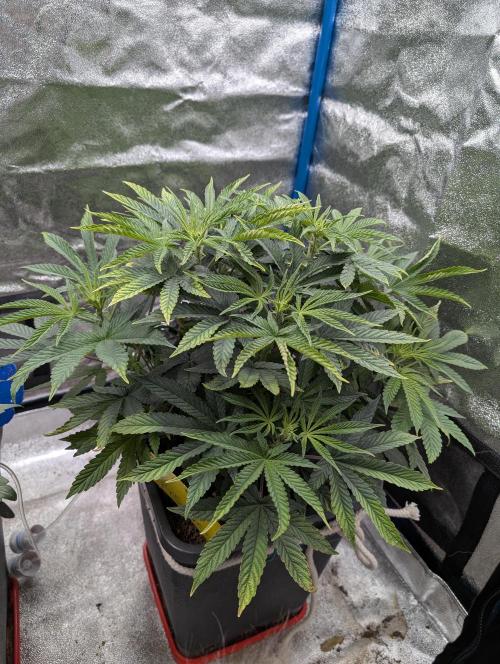 Cherry Mc Muffin. Week 6