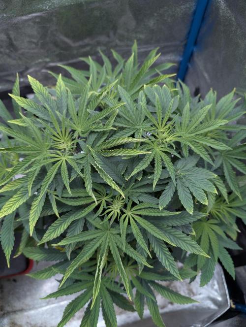Cherry Mc Muffin. Week 6
