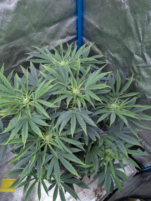 Cherry Mc Muffin. Week 7