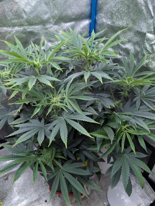Cherry Mc Muffin. Week 7