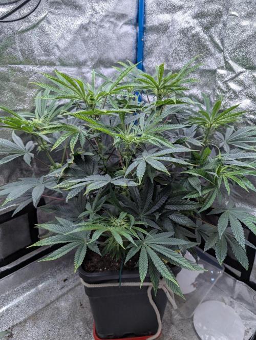 Cherry Mc Muffin. Week 7