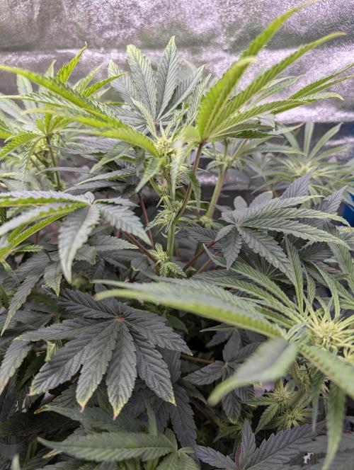 Cherry Mc Muffin. Week 7
