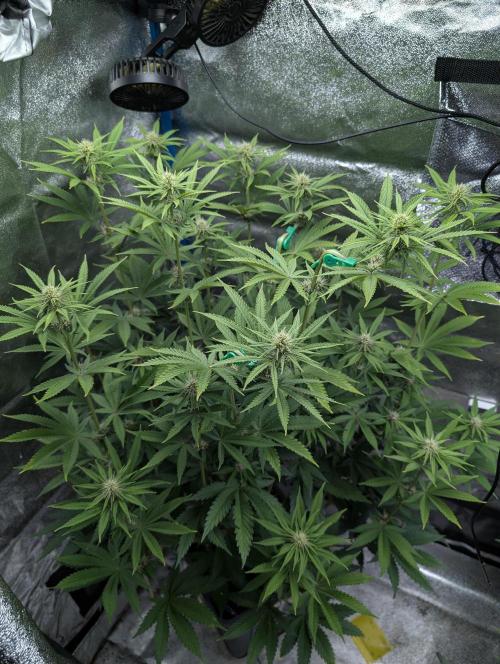 Tropical Ice Cream One-USA Genetics 2026. Week 8