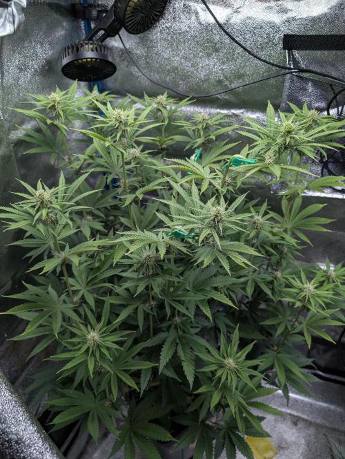 Tropical Ice Cream One-USA Genetics 2026. Week 8