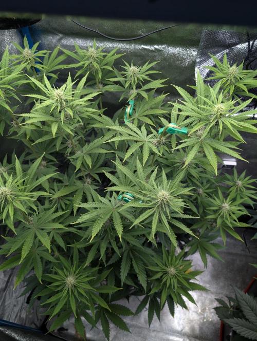 Tropical Ice Cream One-USA Genetics 2026. Week 8
