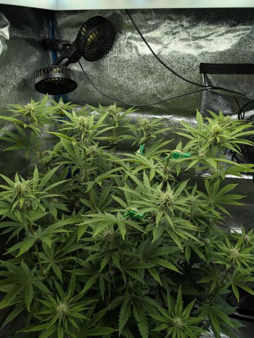 Tropical Ice Cream One-USA Genetics 2026. Week 8