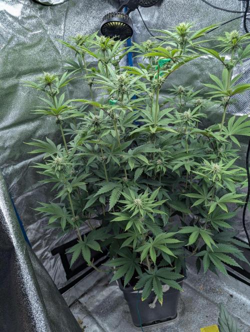 Tropical Ice Cream One-USA Genetics 2026. Week 8