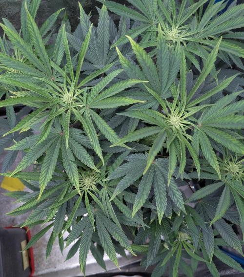 Cherry Mc Muffin. Week 7