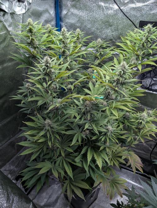 Tropical Ice Cream One-USA Genetics 2026. Week 9