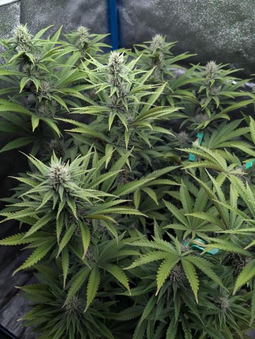 Tropical Ice Cream One-USA Genetics 2026. Week 9