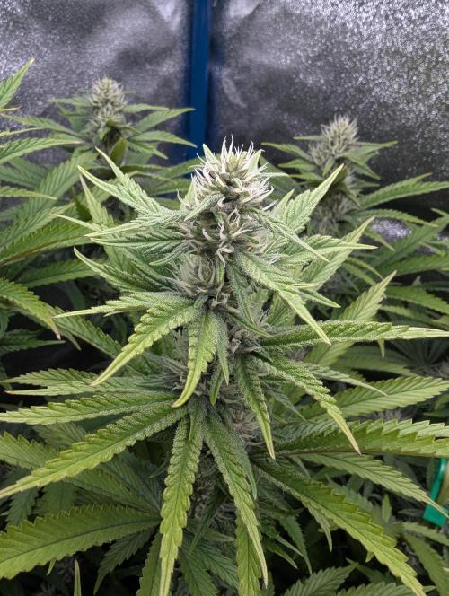 Tropical Ice Cream One-USA Genetics 2026. Week 9