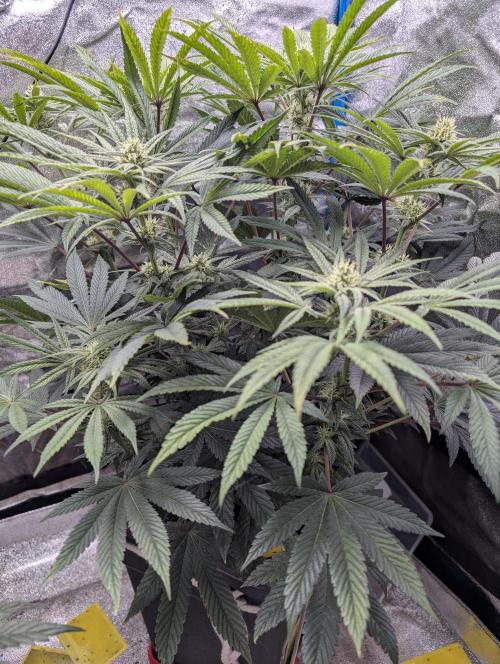Cherry Mc Muffin. Week 8