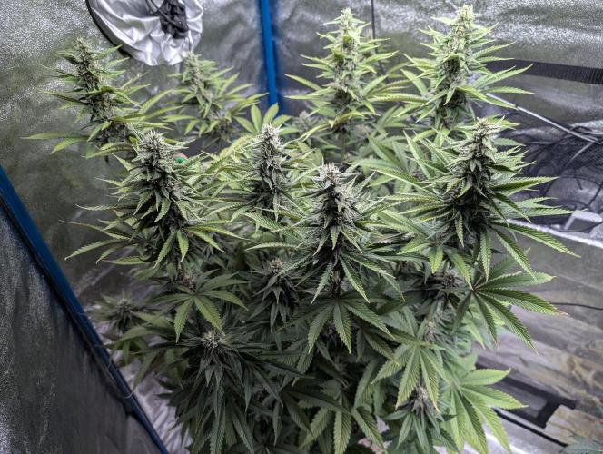 Tropical Ice Cream One-USA Genetics 2026. Week 10