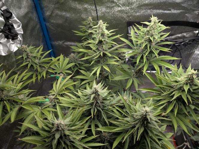 Tropical Ice Cream One-USA Genetics 2026. Week 10