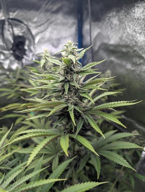 Tropical Ice Cream One-USA Genetics 2026. Week 10