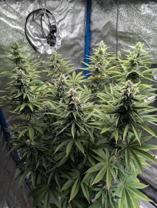 Tropical Ice Cream One-USA Genetics 2026. Week 10
