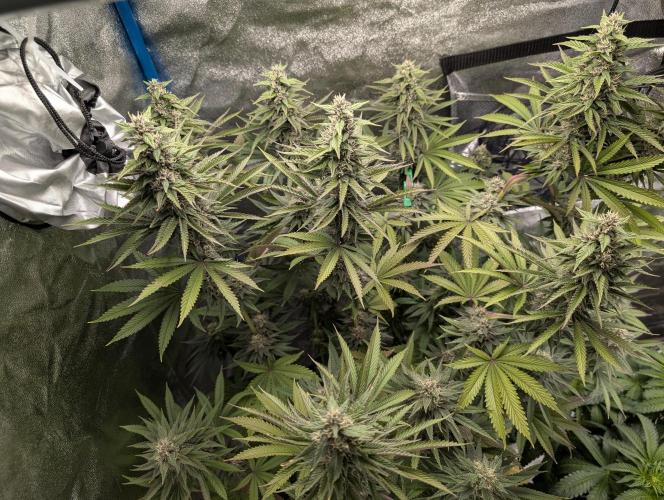 Tropical Ice Cream One-USA Genetics 2026. Week 11