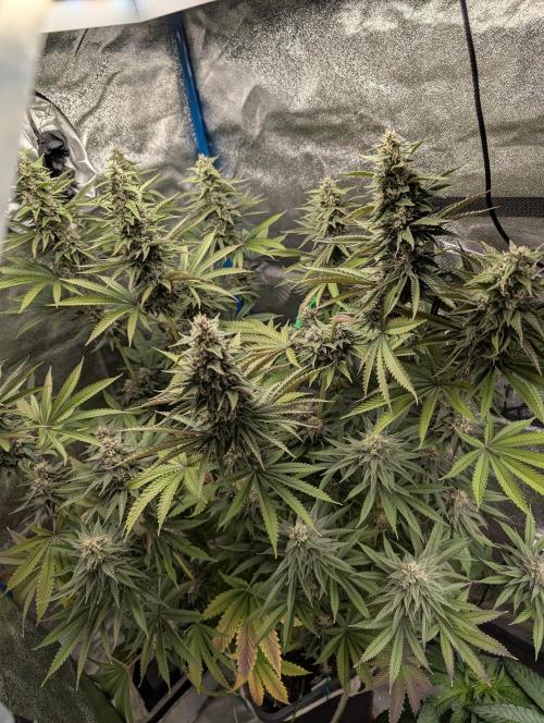 Tropical Ice Cream One-USA Genetics 2026. Week 11