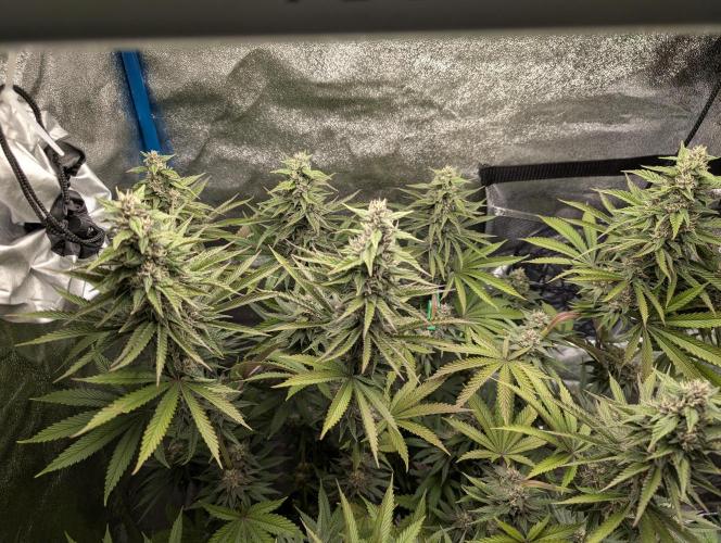 Tropical Ice Cream One-USA Genetics 2026. Week 11