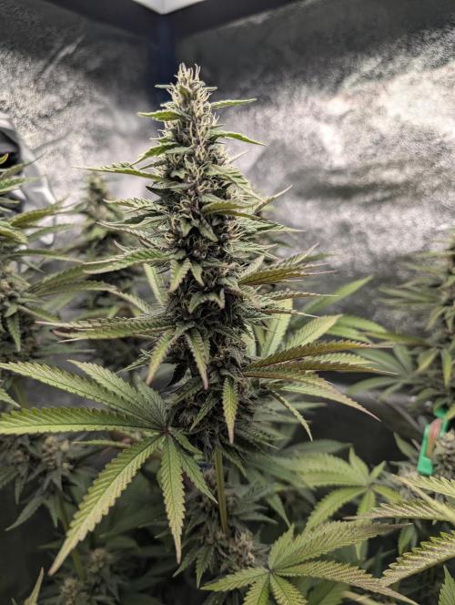 Tropical Ice Cream One-USA Genetics 2026. Week 11