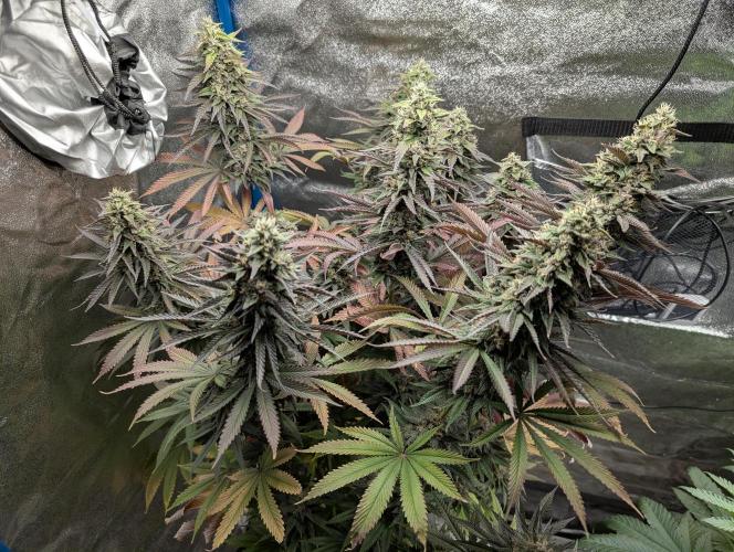 Tropical Ice Cream One-USA Genetics 2026. Week 12