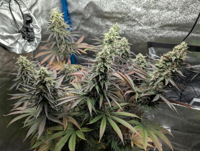 Tropical Ice Cream One-USA Genetics 2026. Week 12