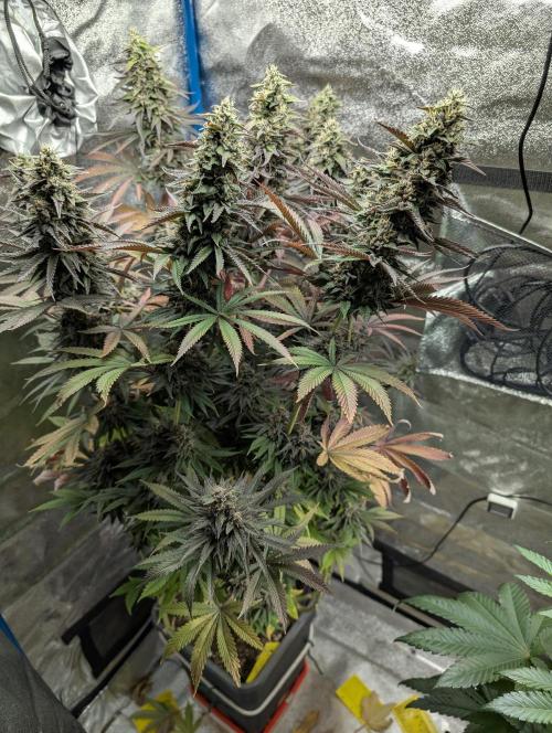 Tropical Ice Cream One-USA Genetics 2026. Week 12