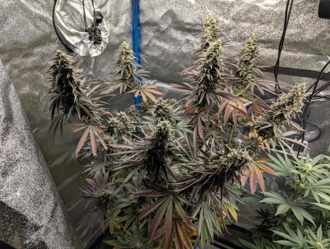 Tropical Ice Cream One-USA Genetics 2026. Week 13