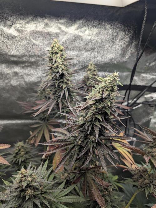 Tropical Ice Cream One-USA Genetics 2026. Week 13