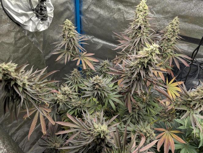 Tropical Ice Cream One-USA Genetics 2026. Week 13