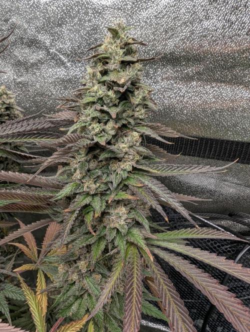 Tropical Ice Cream One-USA Genetics 2026. Week 13