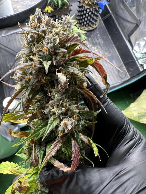 Buddha die erste. Week 12