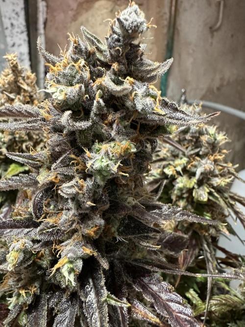 Buddha die erste. Week 12