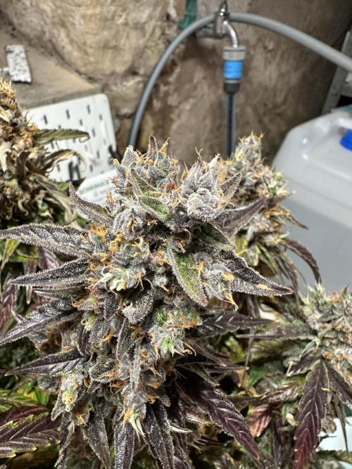 Buddha die erste. Week 12